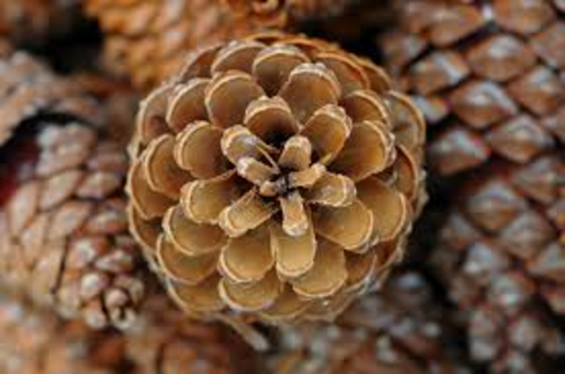 Anerkendelse jord Jeg accepterer det Lesson Pinecone Experiments | BetterLesson