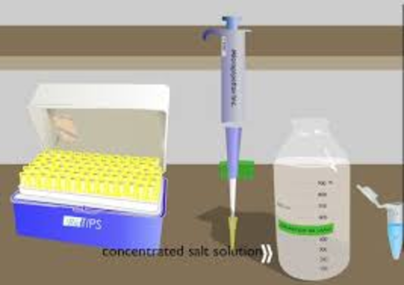 Eighth grade Lesson Online DNA Extractions BetterLesson