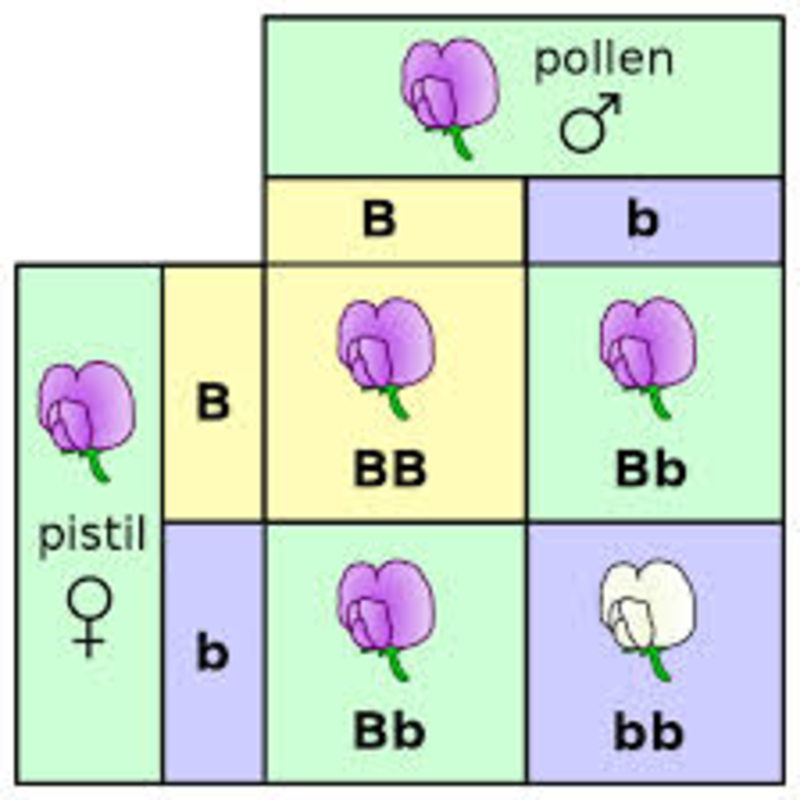 Eighth Grade Lesson More Punnett Square Practice BetterLesson