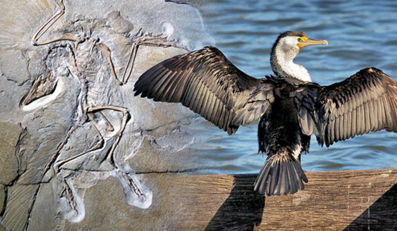 Eighth grade Lesson Using Movies VS Watching Movies: The Origins of Birds