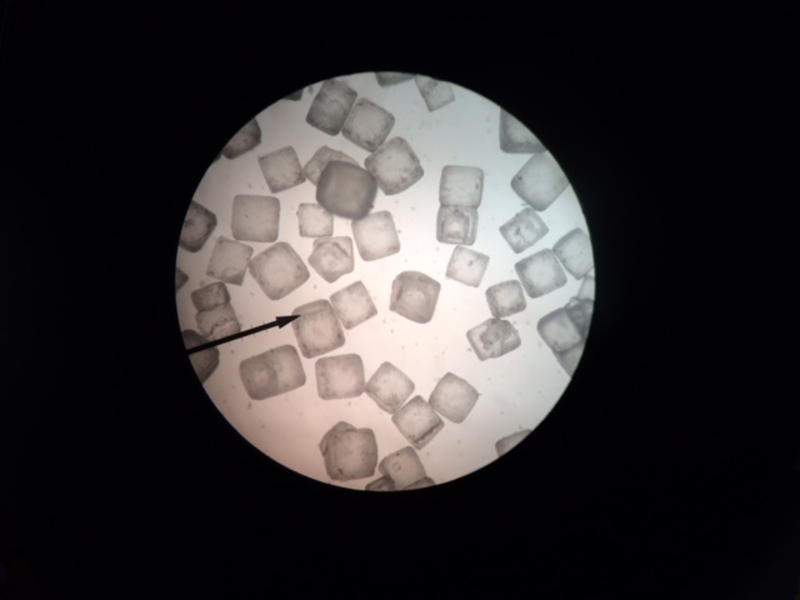 Lesson Microscope Mania (Part 1/2) BetterLesson