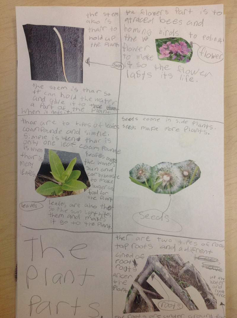 First grade Lesson Plant Part Assessment | BetterLesson