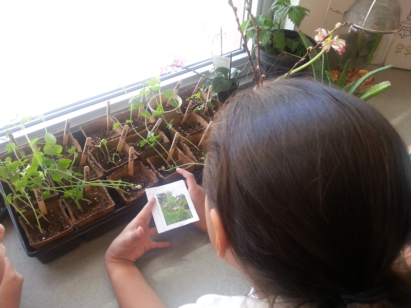 First grade Lesson Who�s Your Plant Parent? BetterLesson First grade Lesson Who�s Your Plant Parent? BetterLesson