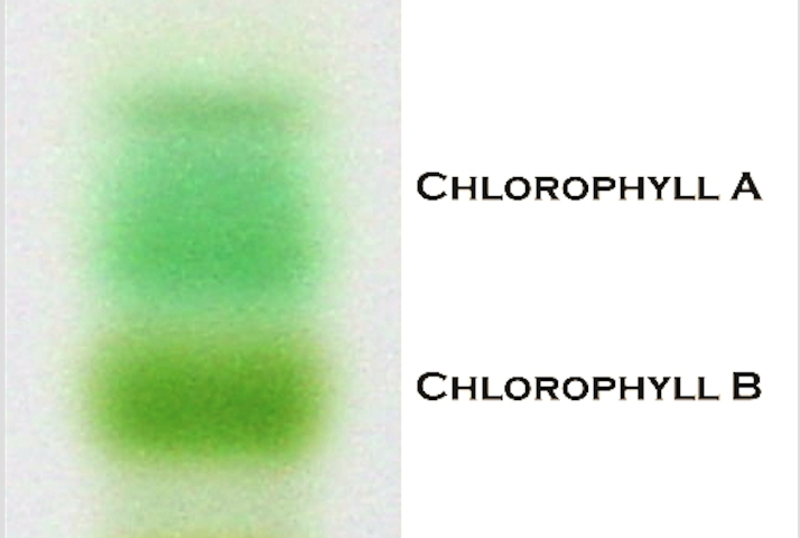 Ninth grade Lesson Photosynthesis, Part 3 Chromatography lab