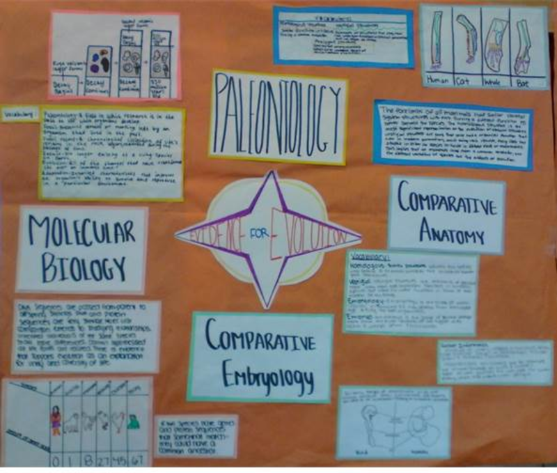 Ninth grade Lesson Investigating the Evidence for Evolution (Day 4 of 4)