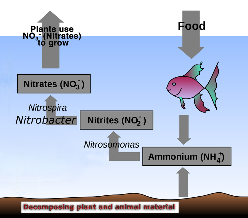 Eleventh grade Lesson DESIGN LAB Nitrogen (4 of 4)
