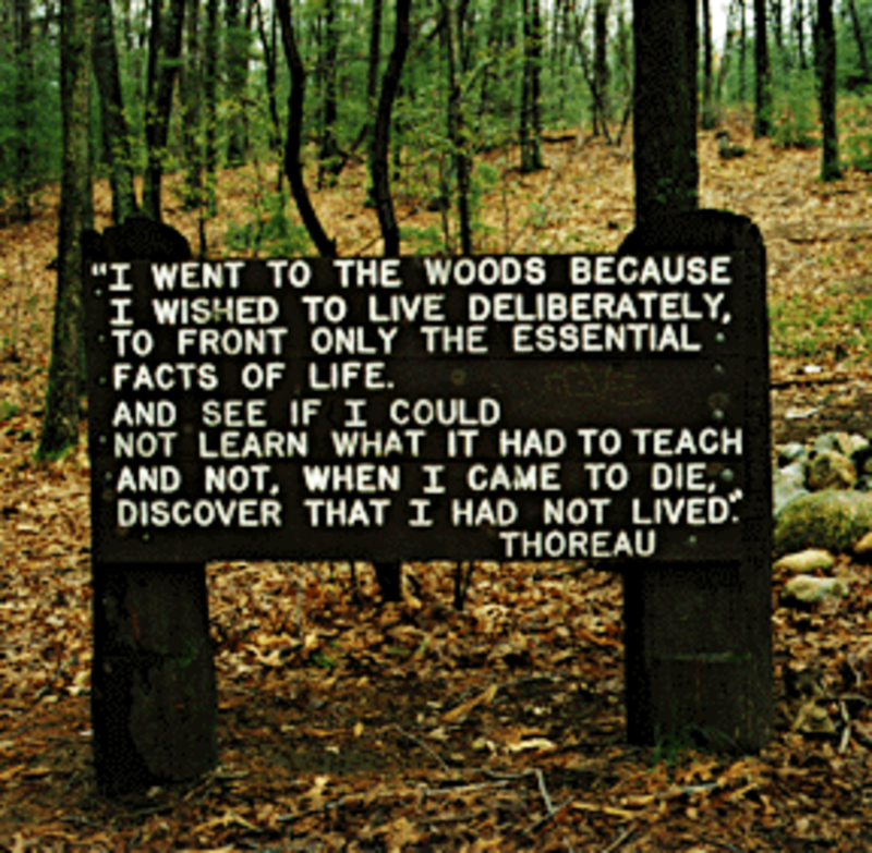 Eleventh grade Lesson The Wonder of Walden Woods | BetterLesson