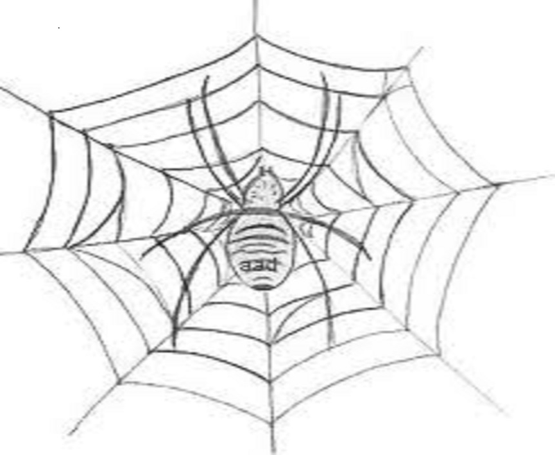 Spider sentence for class 4 picture