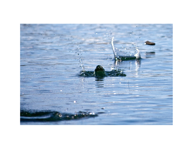 Third grade Lesson "Skimming the Surface" Skimming to Answer Questions Explicitly from the Text