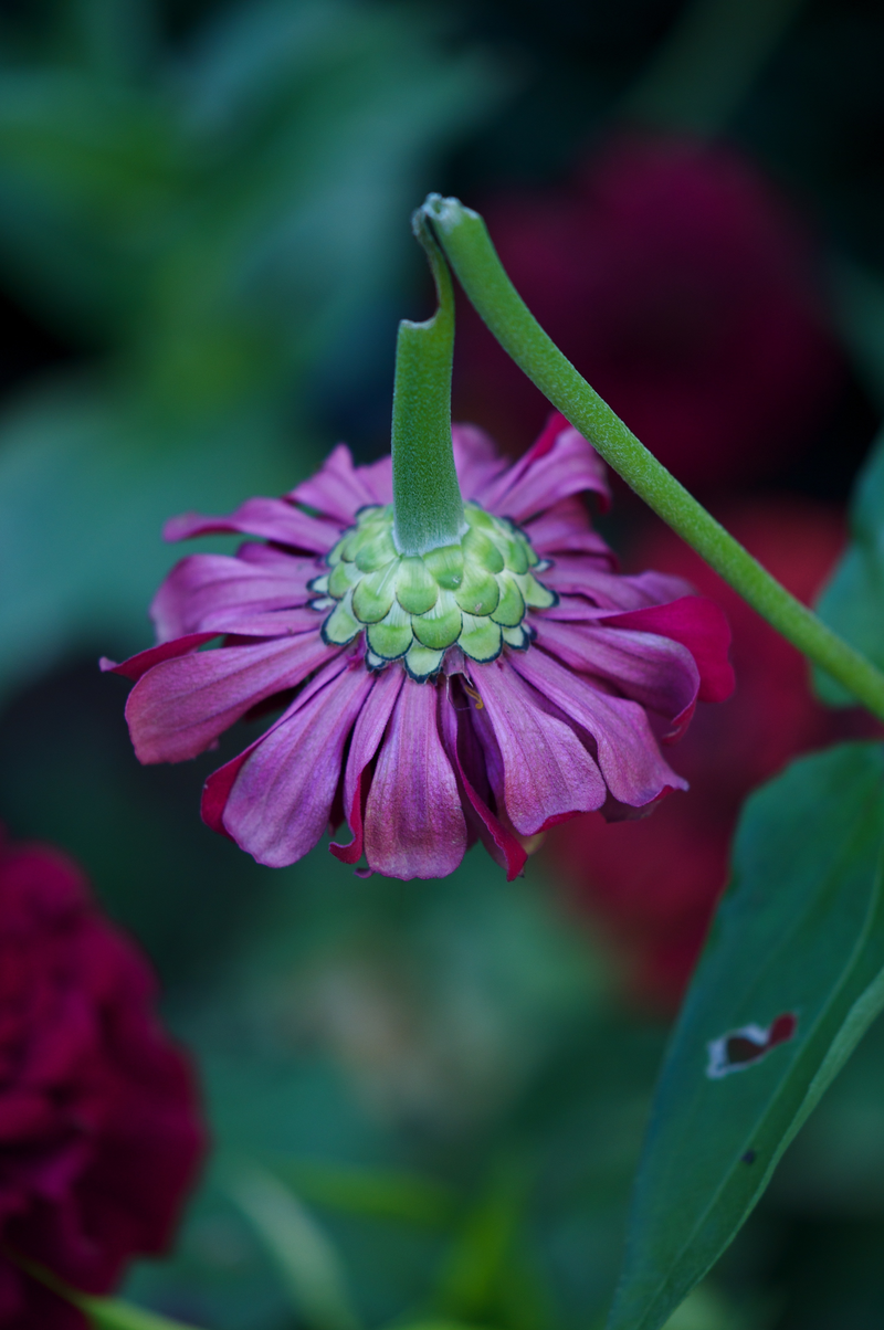 Second grade Lesson Break It - Use Syllables in Writing