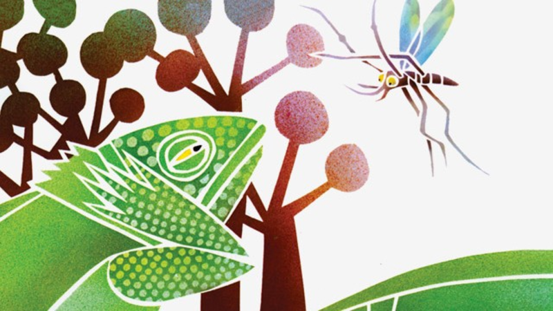 First Grade Lesson Cause And Effect With Why Mosquitoes Buzz In People first-grade-lesson-cause-and-effect-with-why-mosquitoes-buzz-in-people