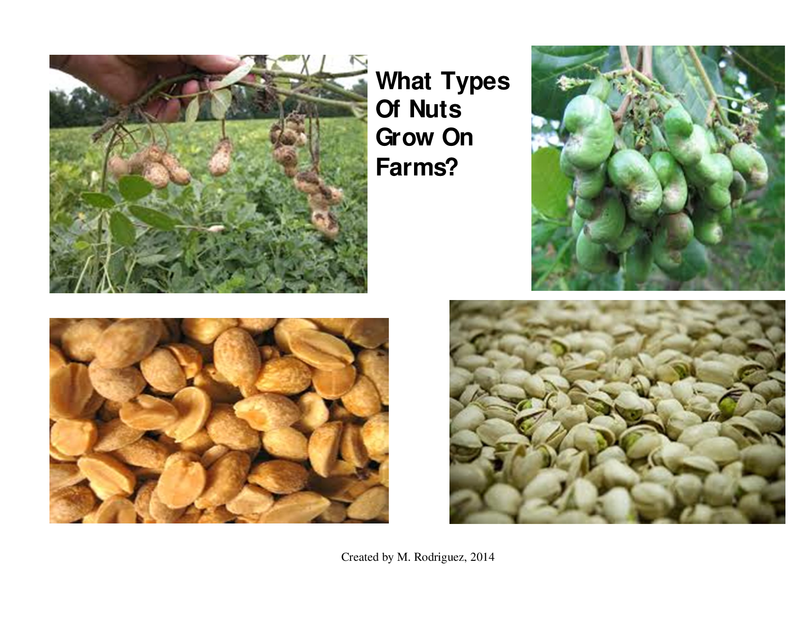 Second grade Lesson What Type of Nuts Are Grown on Farms?