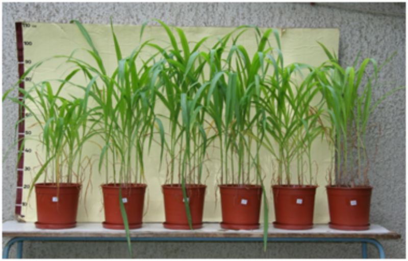 Ninth grade Lesson The Scientific Method | BetterLesson