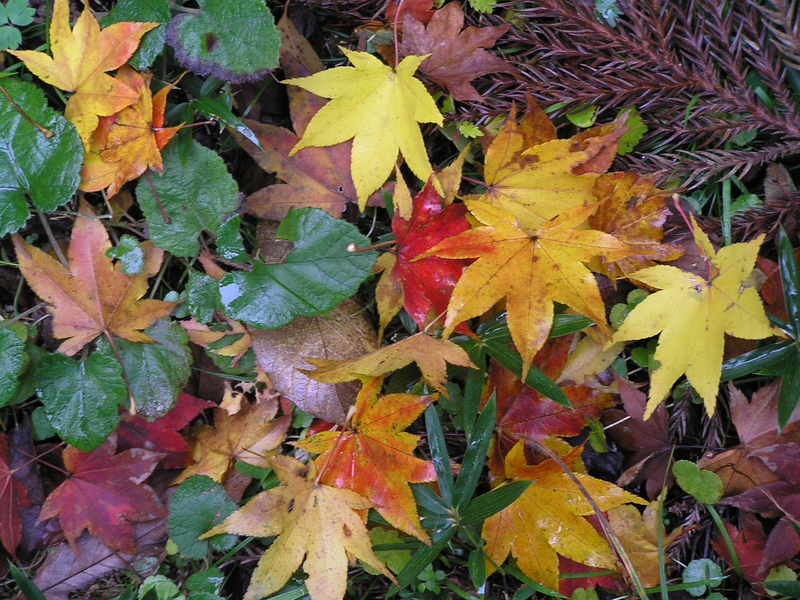 kindergarten-lesson-leaves-of-a-different-color-betterlesson