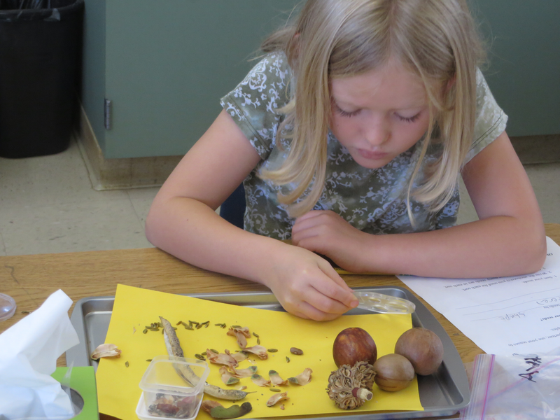 Second grade Lesson Sorting Seeds | BetterLesson