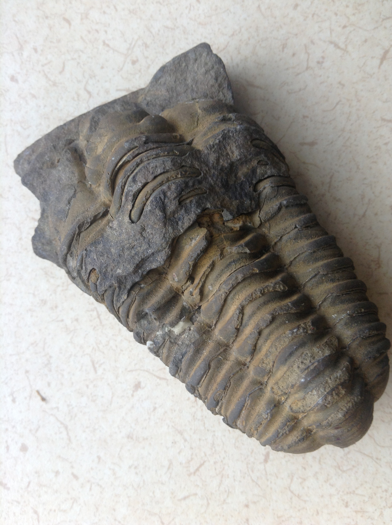 Fourth grade Lesson Discovering Fossils; A Classroom Dig