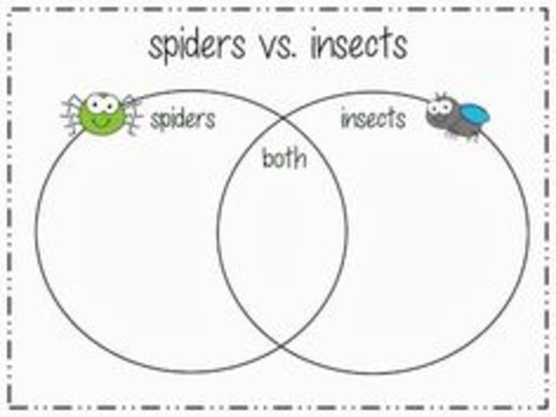 Eighth grade Lesson Not All Arthropods Are the Same