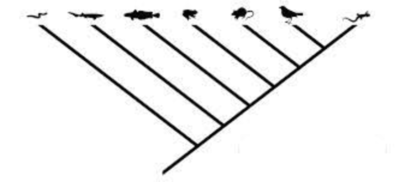 lesson building a cladogram part 2 3 betterlesson blank cladogram
