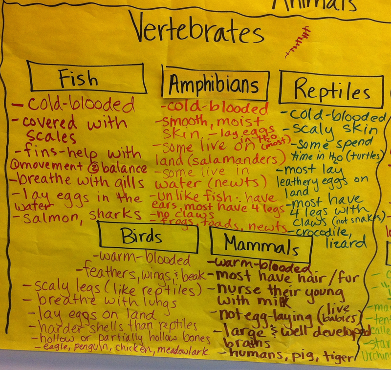 Fifth grade Lesson The Animal Kingdom: Vertebrates (Day 2)
