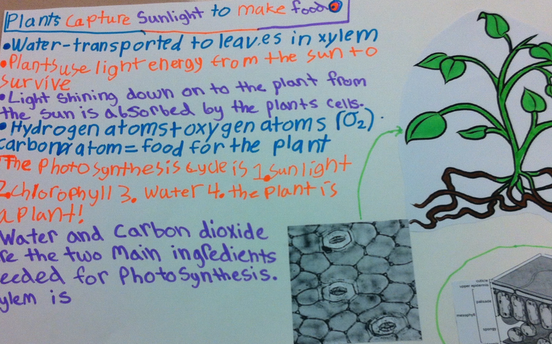Fifth grade Lesson How do Plants Capture Sunlight to Make Food?