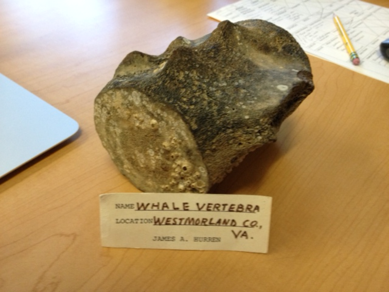 Third grade Lesson What Can Fossils Teach Us? BetterLesson