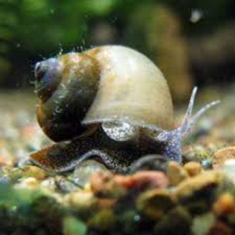 Kindergarten Lesson Wander With Water Snails Water Snails Structure