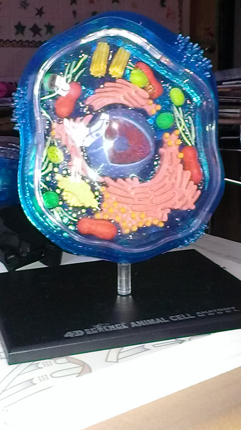 Eighth Grade Lesson Cell Organelles