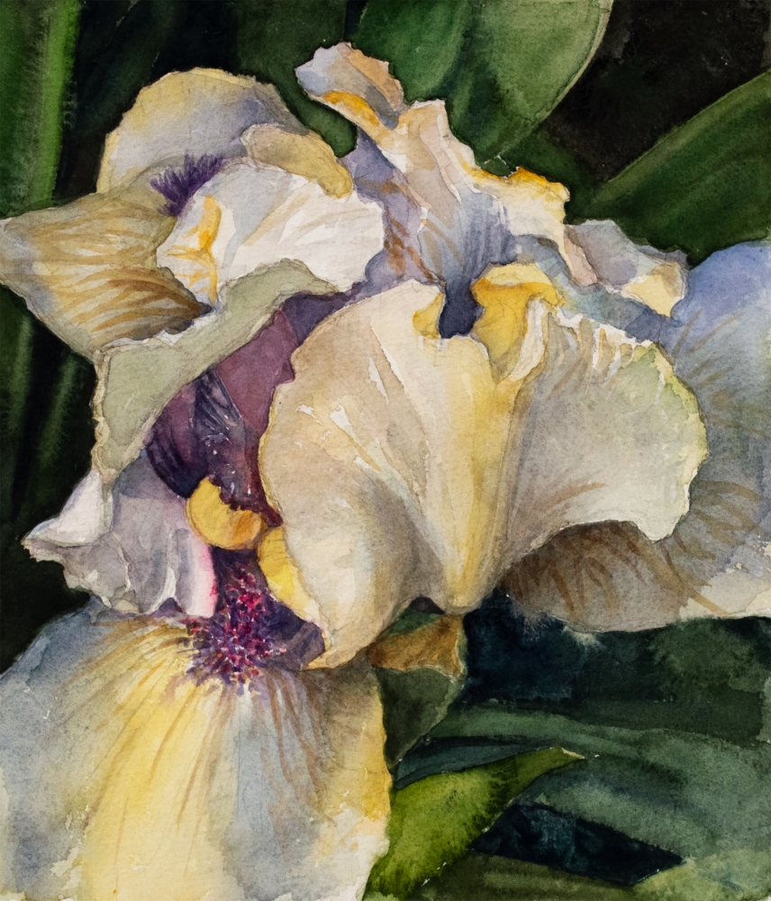 Bearded Iris, Watercolor, Eileen Goodman