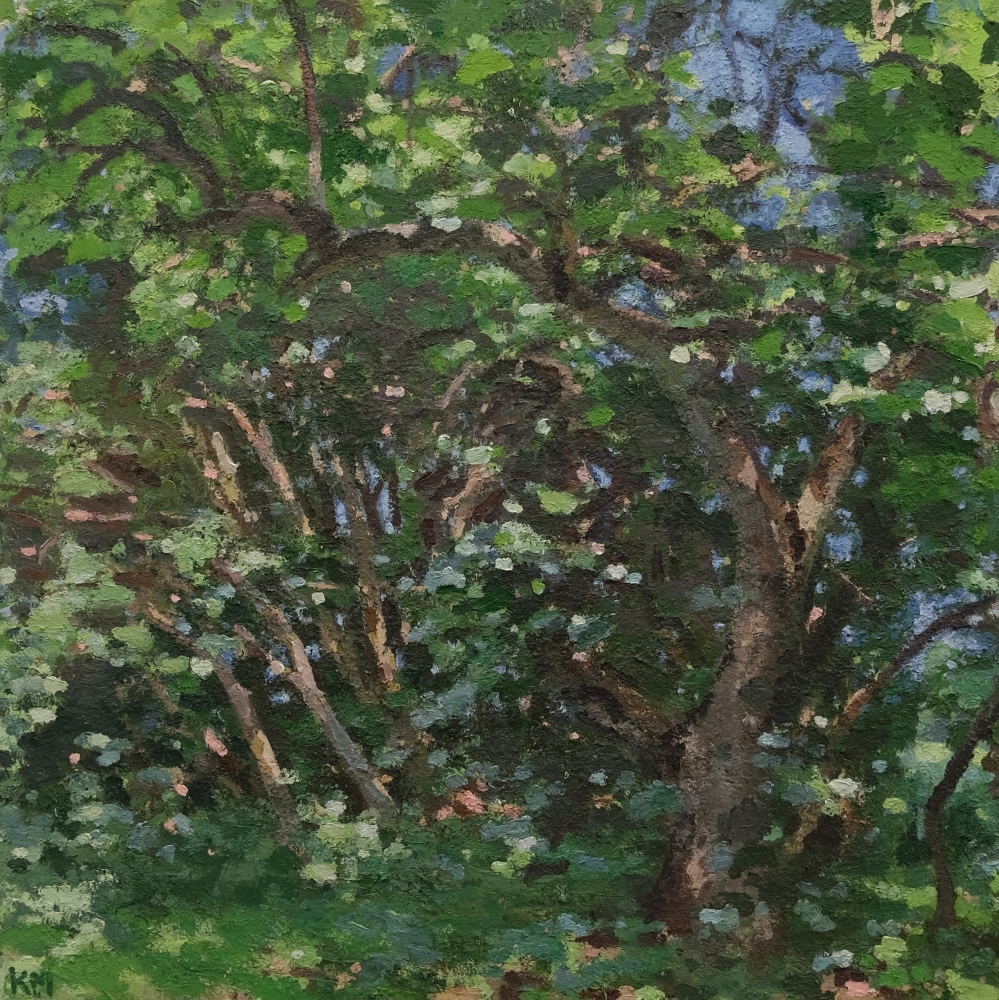 Apple Tree, July, 48" x 48", Oil On Canvas