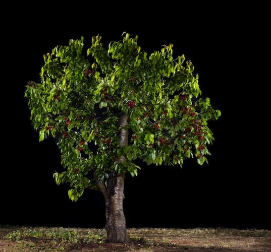 Tal Shochat, Duvdevan (Cherry), 2013, C-Print