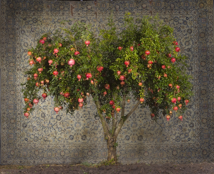 TAL SHOCHAT, Rimon, 2016