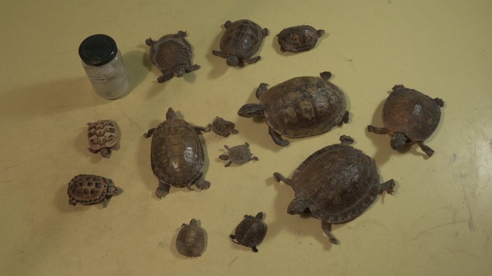 Turtles (taking care) #2, 2014