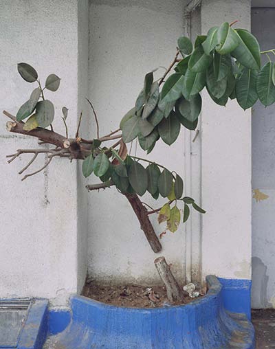 SHARON YA'ARI, Ficus Elastica, HaRakevet Street, Tel Aviv, 2011