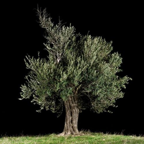 Tal Shochat, Untitled, 2007