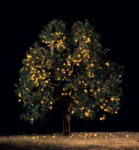 TAL SHOCHAT, Eshkolit (Grapefruit), 2011