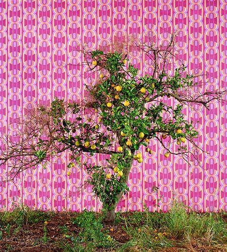 Untitled (from the series Awakening), 2005