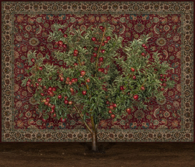 TAL SHOCHAT Apple Tree with Carpet, 2019
