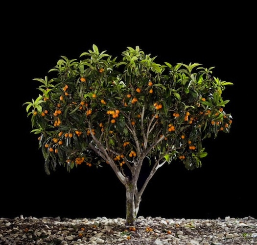 TAL SHOCHAT, Shesek (Loquat), 2013