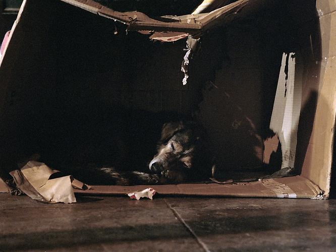 Charlotte Dumas, Scatola, 2008