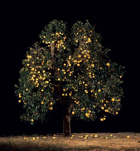Tal Shochat, Eshkolit (Grapefruit), 2011