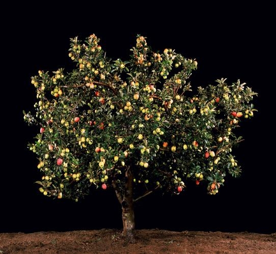 Tal Shochat, Tapuach (Apple), 2011
