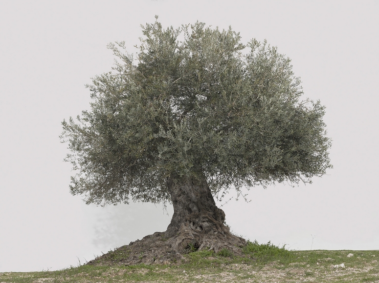 TAL SHOCHAT, Olive (Beit Jimal), 2017