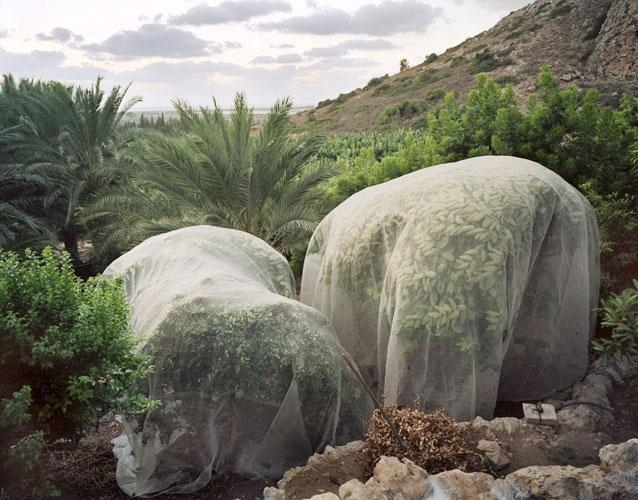 Josh Shamsi, Bustan Carmel, Kibbutz Ma'agan Micha'el, 2005
