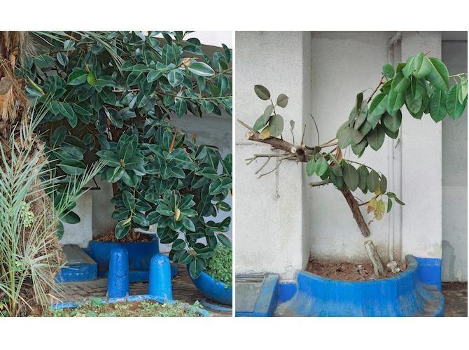 Ficus Elastica, 16 HaRakevet Street, Tel Aviv, 2010