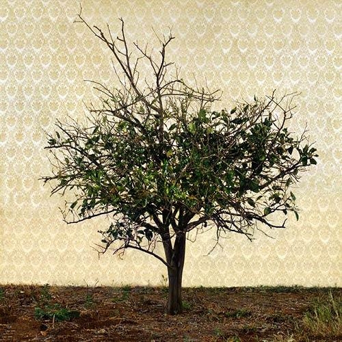 Untitled (from the series Awakening), 2005
