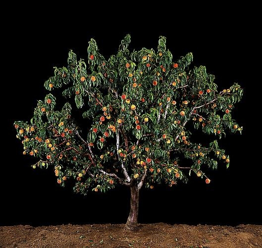 Tal Shochat, Afarsek (Peach), 2011