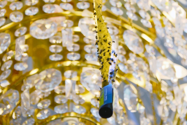 Zoe Strauss, Chandelier in Trump Plaza Lobby, Columbia Pl Entrance_3990. Atlantic City, NJ. July 2015, Archival Inkjet Print 
