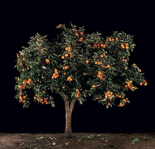 Tal Shochat, Afarsemon (Persimmon), 2011