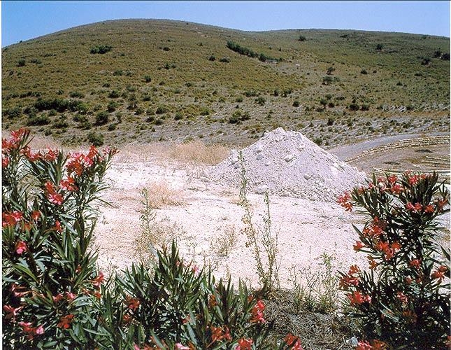 Igael Shemtov, Landscape with Castor-Oil Plant #10, 1999