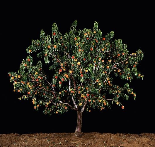 Tal Shochat, Afarsek (Peach), 2011, C-Print